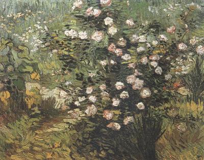 Vincent Van Gogh Rosebush in Blossom (nn04) oil painting picture